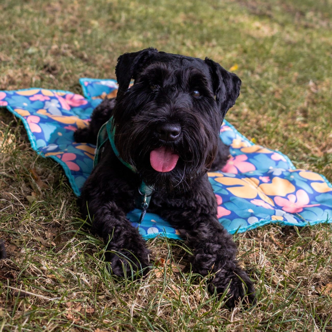 Image of a dog laying on the settle mat: Small black dog laying on a a bright floral dog mat. These are called settle mats they are a great training tool for teaching your dog to be calm.