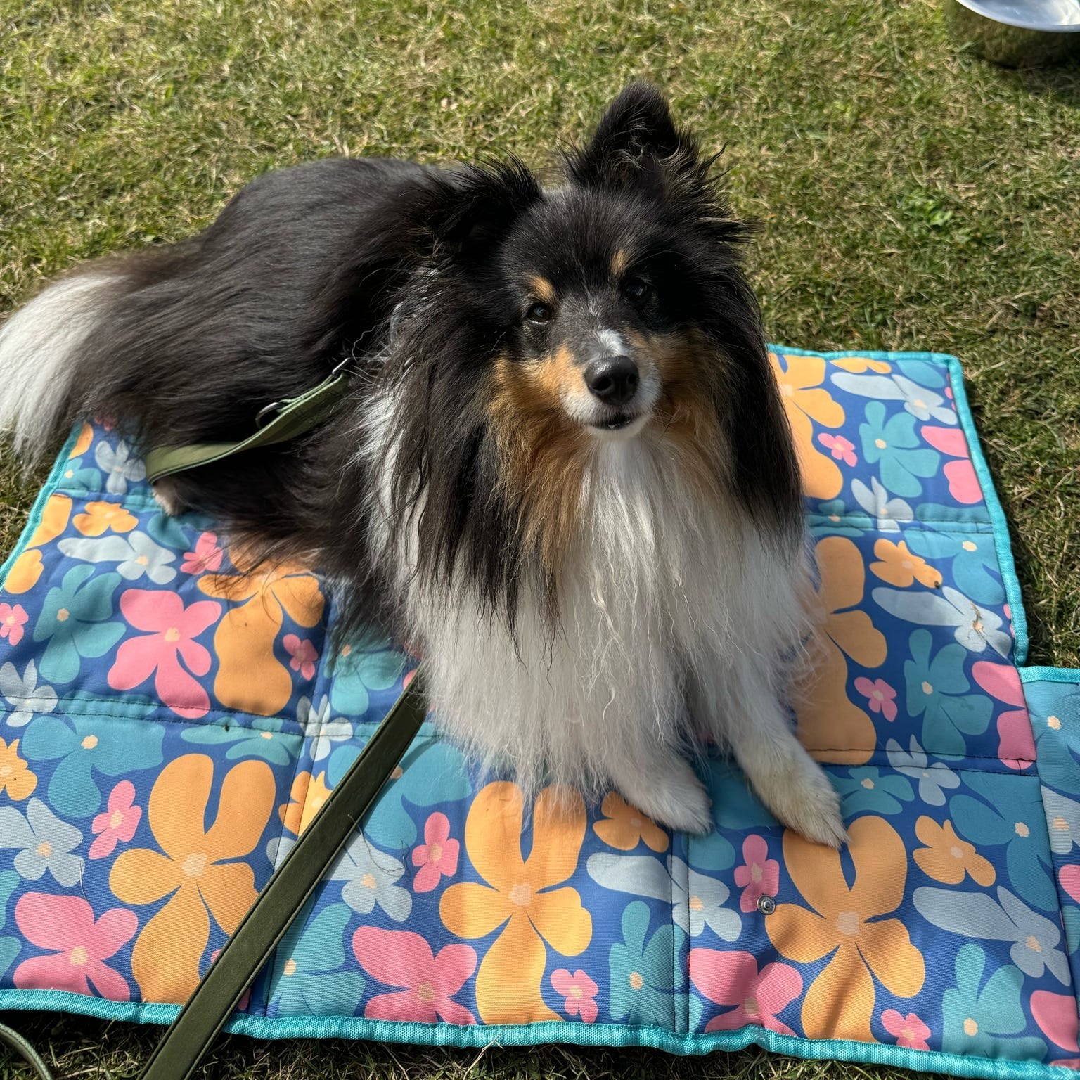 Sheltie dog peacefully lying on the Blooming Wild settle mat, showcasing its use for dog settle training and calming reactive dogs.