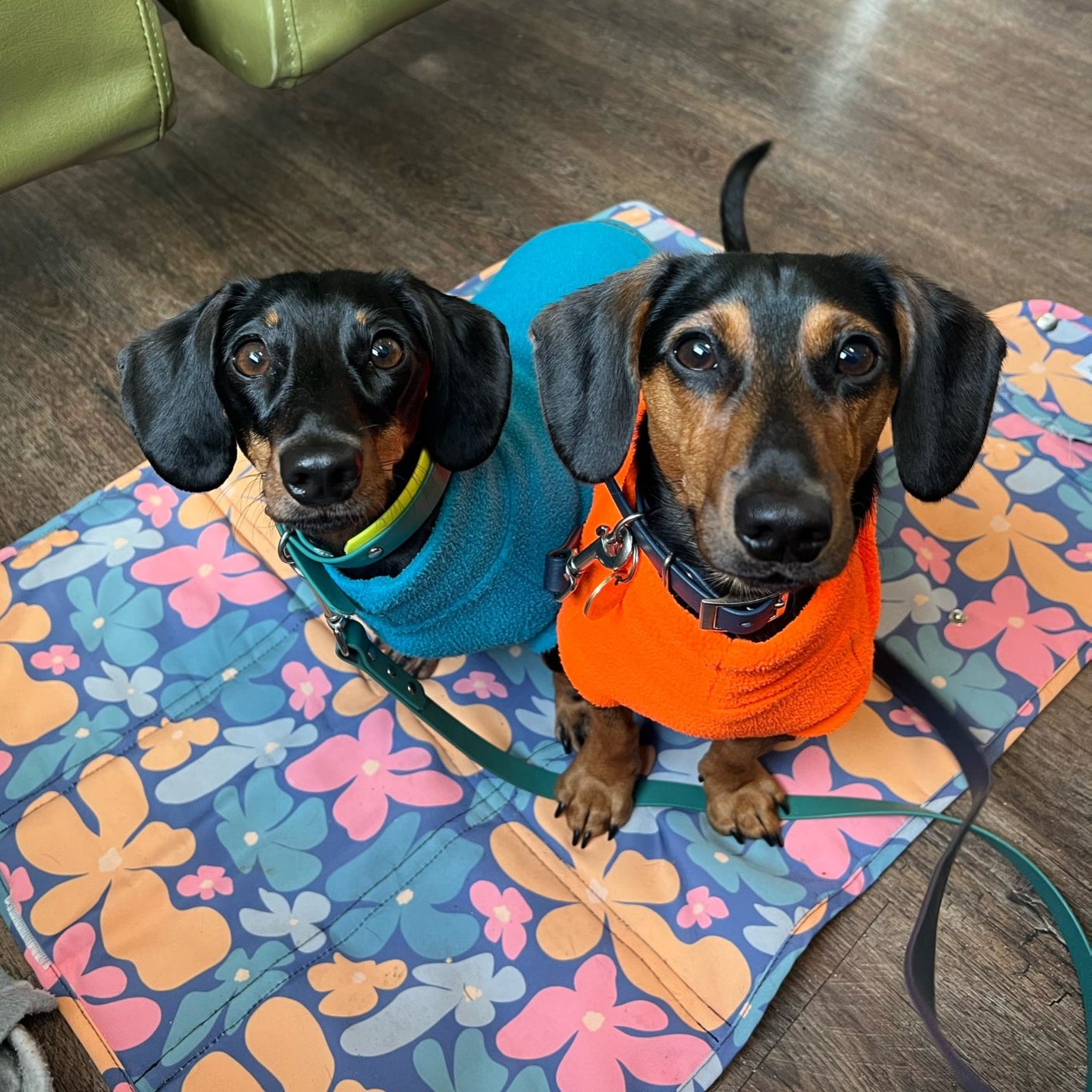 Image of a dog laying on the settle mat: Sausage dog  sat on a small Taylor and Floof Blooming wild settle mat. Perfect for small dogs. Two sausage dogs comfortably sitting on the non-slip Blooming Wild settle mat, perfect for home or travel use.