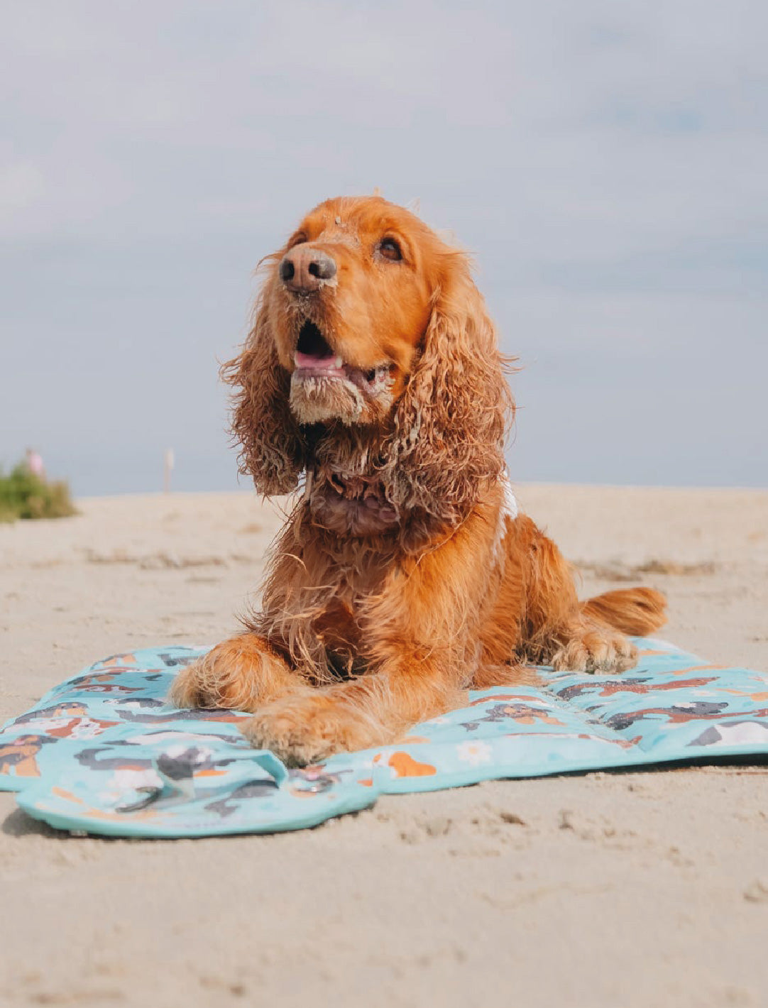 Golden Spaniel laying on a spaniel themed settle mat