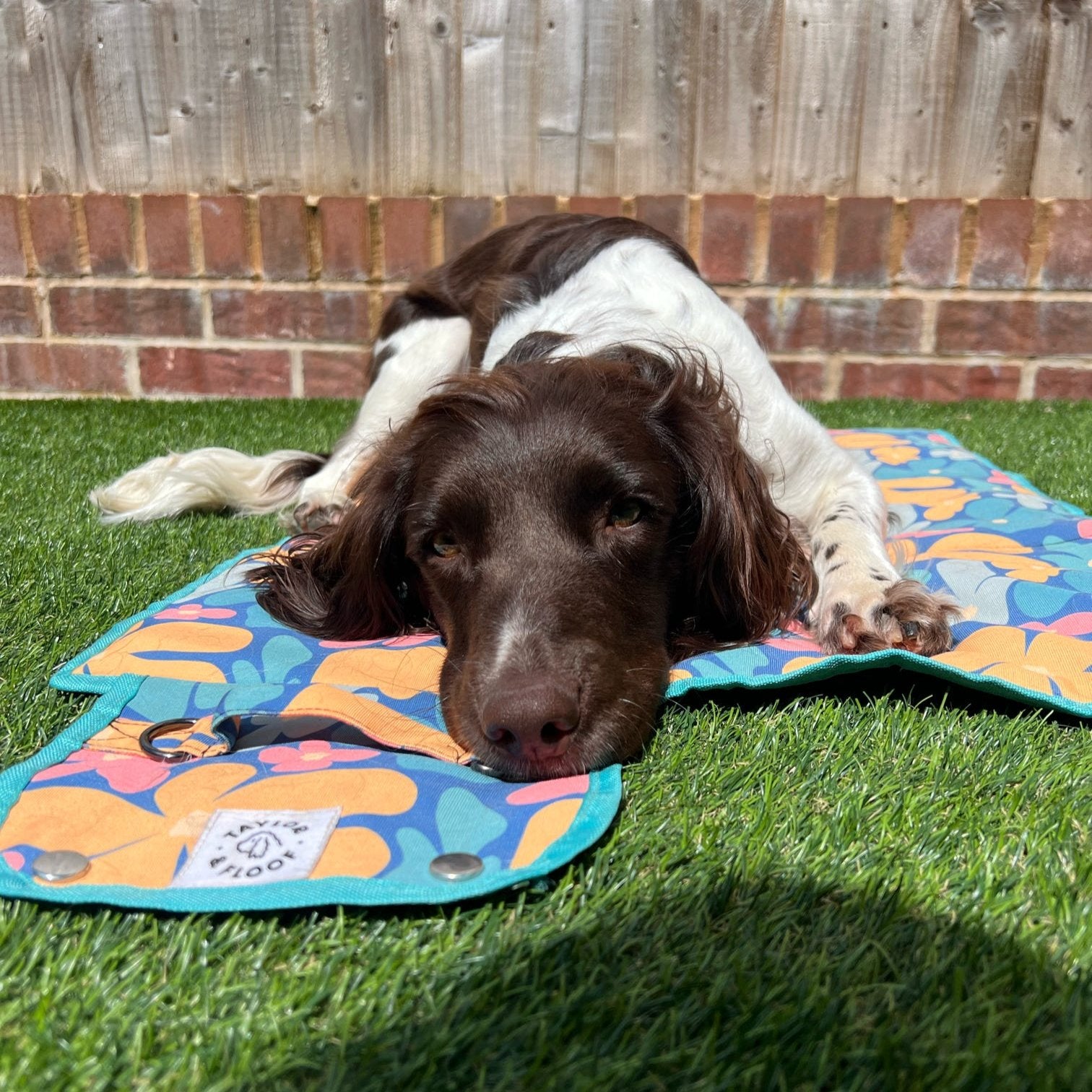 Spaniel resting on the Blooming Wild settle mat, a durable and portable dog training mat for any environment. Settle Mats are perfect to help train all breeds of dogs to settle. 