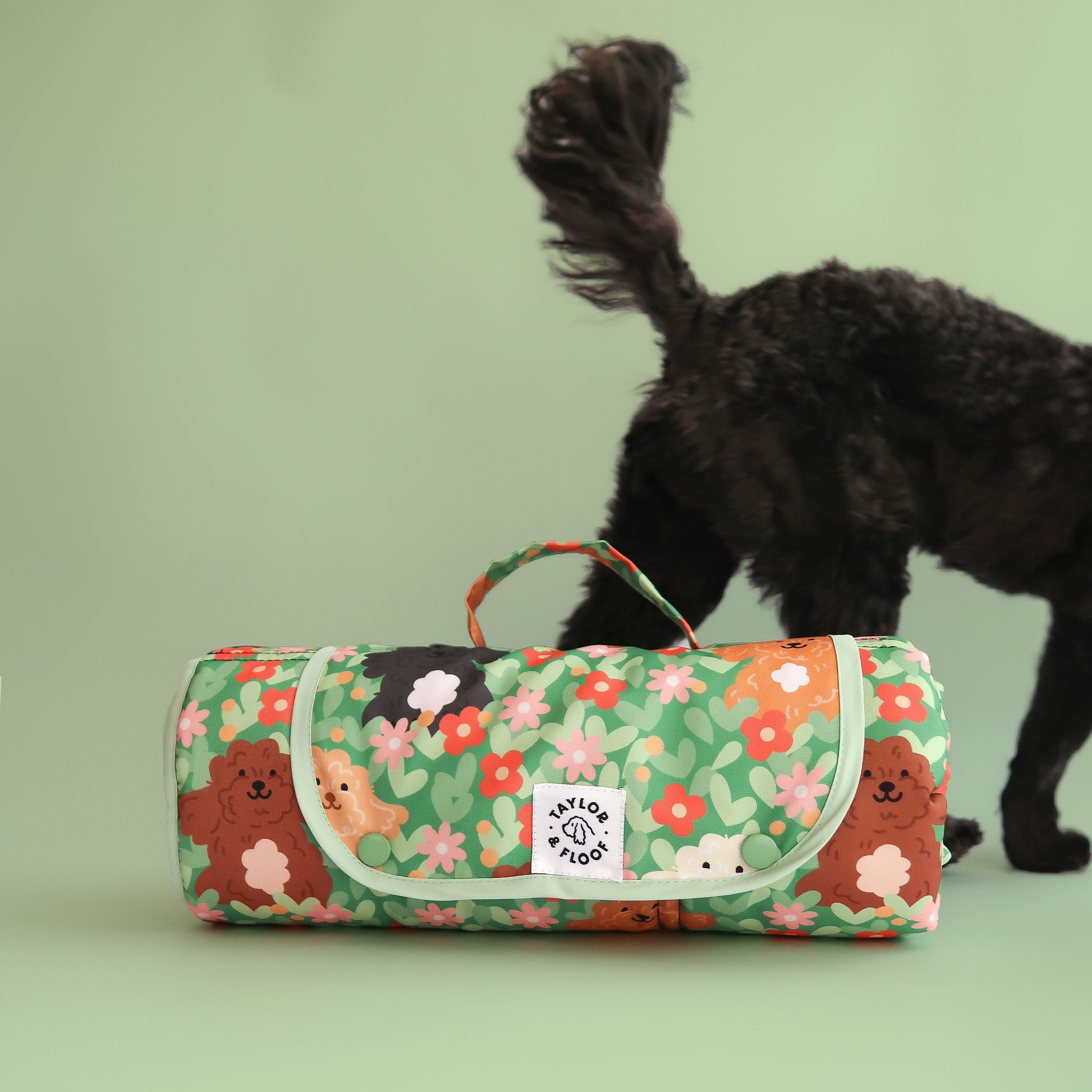 Cockapoo settle mat rolled up with a cockapoo walking in the background. A must-have calm training mat for dog parents who want comfort and aesthetic design.