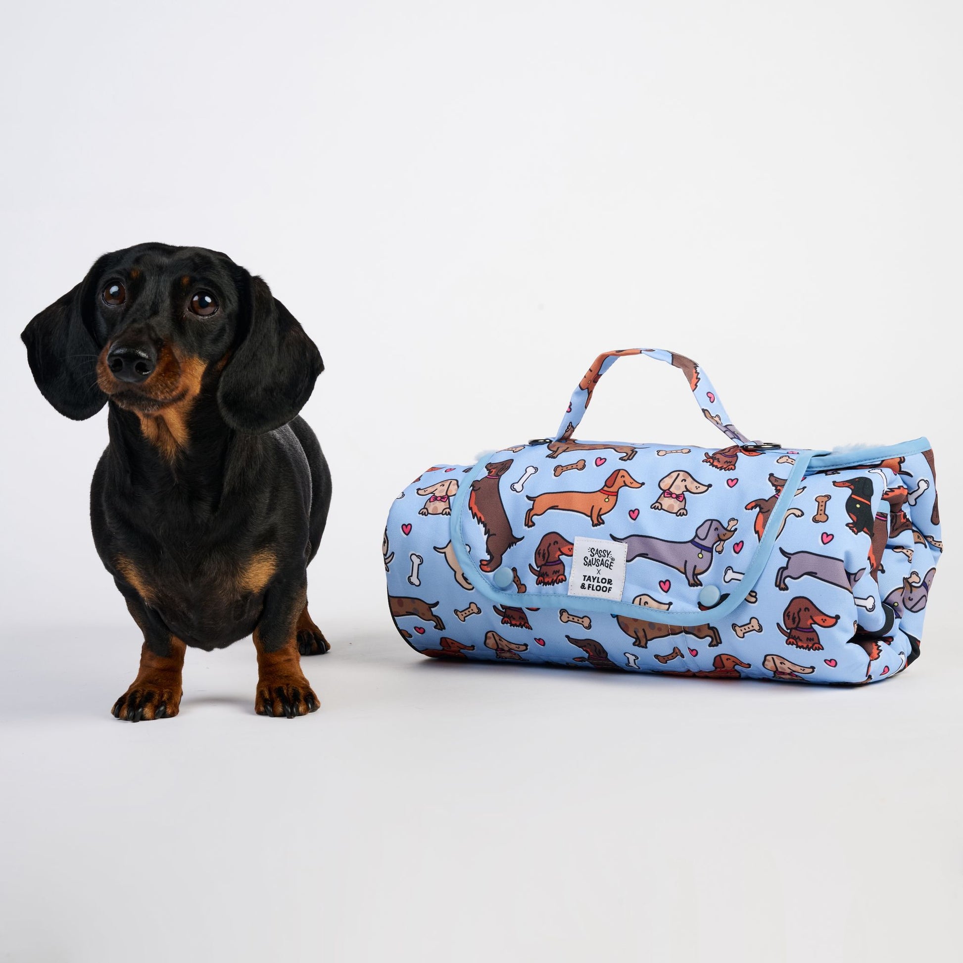 Sausage dog next to a rolled up pitta pocket. on a white studio background